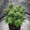 Insane OG (Barney's Farm)