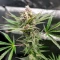 Lemon Cherry Gelato (Barney's Farm)