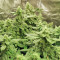 Pineapple Gum (Blackskull Seeds) Cannabis-Samen