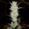 Skystomper 2.0 Auto feminisierte Samen (Mephisto Genetics)