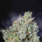 THC Bomb (Bomb Seeds) Cannabis-Samen
