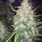 Trans Siberian Auto (Auto Seeds) Cannabis-Samen