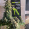 Super Silver Haze (GHS) Cannabis-Samen
