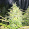 Unknown Kush Early Version (Delicious Seeds) Cannabis-Samen