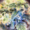 Zombie Death Fuck (BlimBurn Seeds) Cannabis-Samen