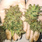 Tangerine Dream Auto (Barney's Farm) Cannabis-Samen