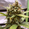Original Auto Chemdawg (Fast Buds) Cannabis-Samen