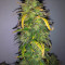 Original Auto AK (Fast Buds) Cannabis-Samen