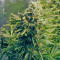 Think Different Auto (Dutch Passion) Cannabis-Samen