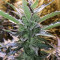 Mexican Airlines Auto (Fast Buds) Cannabis-Samen
