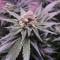 Big Bud XXL (Ministry Of Cannabis) Cannabis-Samen