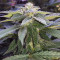 Cheese (Big Buddha Seeds) Cannabis-Samen