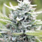 Big Freeze (Big Head Seeds) Cannabis-Samen