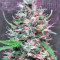 Bruce Banner #3 (Big Head Seeds) Cannabis-Samen