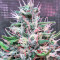 Bruce Banner #3 (Big Head Seeds) Cannabis-Samen