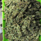 CBD 1:1 Silver Lime Haze Autoflower (Seedstockers)
