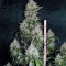 Dinamed CBD Plus (Dinafem Seeds) Cannabis-Samen