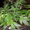 Dogstar Dawg (Big Head Seeds) Cannabis-Samen