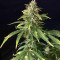 Dreamberry Auto (Auto Seeds) Cannabis-Samen