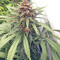 Durban Regular (CannaBioGen) Cannabis-Samen
