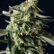Girl Scout Cookies Auto (BlimBurn Seeds) Cannabis-Samen