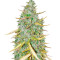 High Mass ASB Giant Auto (Xtreme Seeds) Cannabis-Samen