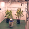 Kripple Roulette (Dr. Krippling Seeds) Cannabis-Samen