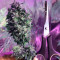 Laughing Buddha feminisierte Samen (Barney’s Farm)