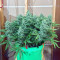Northern Cheese Haze Auto (Mephisto Genetics) Cannabis-Samen