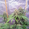 OG Kush CBD (Dinafem Seeds) Cannabis-Samen