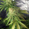 OG Kush CBD (Dinafem Seeds) Cannabis-Samen