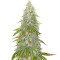 Santa Marta Haze (Seedstockers) Cannabis-Samen