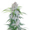 Six Shooter Auto (Fast Buds) Cannabis-Samen