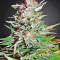 Super Auto Lemon Haze (Original Sensible Seeds) Cannabis-Samen