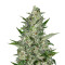 Super Critical Auto (GHS) Cannabis-Samen