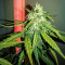 White Crystal Meth Auto cannabis strain