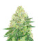 Californian Gold (Paradise Seeds) Cannabis-Samen