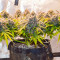 Crystal WW Autoflower feminisierte Samen (EGS)