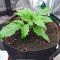 Exodus Cheese Auto CBD (GHS) Cannabis-Samen