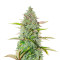 G14 Auto (Fast Buds) Cannabis-Samen