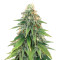 Godzilla Original Glue GG#4 feminisierte Samen (Herbies Seeds)