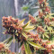 Purple Punch OG Samen feminisiert (Sweet Seeds)
