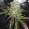 Lemon Pie Auto (Fast Buds) Cannabis-Samen zu verkaufen