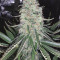 Sweet ZZ (Sweet Z) (RQS) Cannabis-Samen zu verkaufen