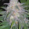 Super Critical Bud CBD (Garden Of Green) Cannabis-Samen zu verkaufen