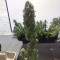 Pakistan Valley Cannabis-Samen Kaufen