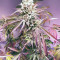 Shogun (RQS) Cannabis-Samen zu verkaufen