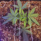 The Incredible Bulk (Dr. Krippling Seeds) Cannabis-Samen zu verkaufen
