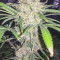 Durban Poison (Dutch Passion) Cannabis-Samen zu verkaufen