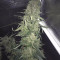 White Widow x Big Bud (Female Seeds) zu verkaufen
